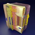 thoracic-wall-layers-3d-model-blend-13.jpg Thoracic wall layers 3D model
