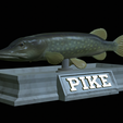 Pike-statue-4.png fish Northern pike / Esox lucius statue detailed texture for 3d printing