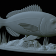Dentex-statue-1-34.png fish Common dentex / dentex dentex statue underwater detailed texture for 3d printing