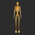 02.jpg Skeleton 3D Model