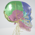 CRANIAL-NERVES-1.png 3D Cranial nerves & Facial Skull Model