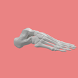 16.png SKELETON OF THE RIGHT FOOT 3D SEGMENTED