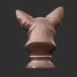 CHIHUHUA-BUST-4.jpg CHIHUHUA BUST
