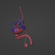 3.png 3D Model of Male Reproductive System and Veins
