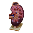 3.png Kidney - Kidney