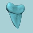 04.png Megalodon Tooth - Jurassic Fossile Real Size