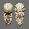0000a.jpg Werewolf Skull2