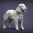 Spaniel4.jpg 3D-Datei Englischer Springer Spaniel 3D-Druck Modell・Design für 3D-Drucker zum herunterladen