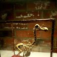 vmawxj9348t71.jpg Archivo STL Esqueleto de dodo (preciso y con todo lujo de detalles)・Design para impresora 3D para descargar