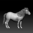s3.jpg horse - pony horse