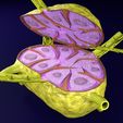 lymph-node-lymphatic-system-3d-model-fbx-blend-6.jpg Lymph node Lymphatic system 3D model