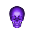 OBJ -skullbones.obj 3D Model of Skull Bones