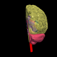 4.png.26b0f7c18443d5c4b39fd53559544e34.png 3D Model of Human Brain - Right Hemisphere