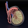 testis-anatomy-histology-3d-model-blend-35.jpg testis anatomy histology 3D model