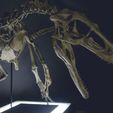 DSC_0069 - Copie.jpg OBJ file Velociraptor skeleton life size Part02/05・3D printer model to download
