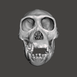 1.png Chimpansee Skull - Pan troglodytes verus