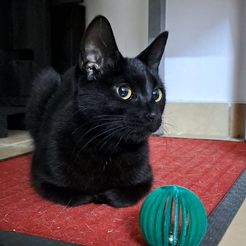 WhatsApp-Image-2023-05-01-at-21.25.33.jpeg STL file Cat toy・3D print model to download