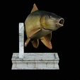 Carp-trophy-statue-6.png fish carp / Cyprinus carpio in motion trophy statue detailed texture for 3d printing