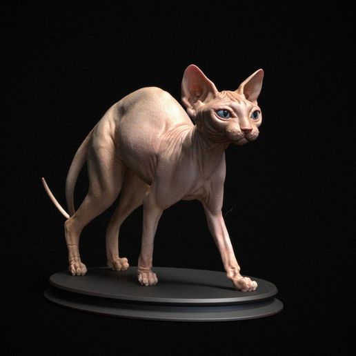 Sphynx Cat