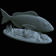 Dentex-statue-1-44.png fish Common dentex / dentex dentex statue underwater detailed texture for 3d printing