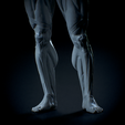 Untitled_Viewport_008.png Anatomia Humana Musculacion - Muscle Anatomy human adapted Print