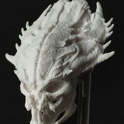 Älterer Raubtierschädel