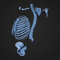 T_Parts_1.png 3D file Torso Skeletal Parts・3D print design to download