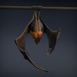 Flying_fox_7.jpg Renard volant - Chauve-souris frugivore