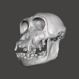 6.png Cranio di scimpanzé - Pan troglodytes verus