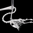 4.jpg Pelican SKELETON SKELETON WINGS ANATOMY BONES WINGS BIRD TADPOLE ANIMAL ANATOMY 3D MODEL WATER OCEAN RIVER