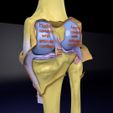 file-27.jpg Knee joint cut open detail labelled 3D model