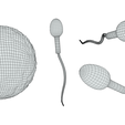 Ovum_Wire.png Human Fertilization of Sperm and Egg cell (Ovum)