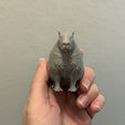 a-capybara-in-hand.jpg Realistic Capybara