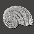 Screenshot-2024-09-28-212108.png Sea Shell Design realistic abstract scanned model