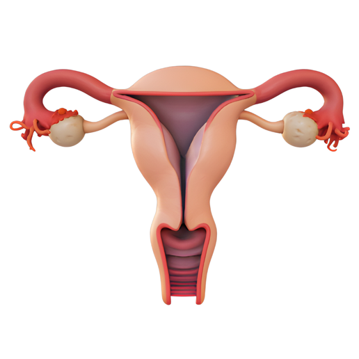 Female-Reproductive-System.png Anatomie des weiblichen Reproduktionssystems