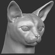 4.jpg Abyssinian cat head for 3D printing