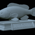 White-grouper-statue-28.png fish white grouper / Epinephelus aeneus statue detailed texture for 3d printing