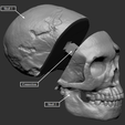 5.png Neanderthaler Skull