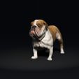 BullDog01.jpg Bulldog - DOG BREED - CANINE -3D PRINT MODEL