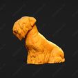 3385-Cesky_Terrier_Pose_04.jpg Cesky Terrier Dog 3D Print Model Pose 04