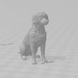 caniche-1.jpg Toy Poodle Dog
