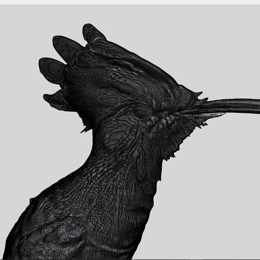 0.jpg The hoopoe 3D model