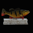 Peacock-Bass-statue-box-1-2-5.png fish Peacock bass (Cichla ocellaris) fish in motion base box for 3D printing