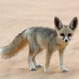 fennek-fuchs-im-sand-shutterstock-Cat-Downie.jpg Desert Fox