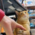 IMG_4739.jpg Oiia Oiia Cat meme spinner