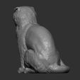 scottish-fold-cat-3d-model-dc6536c798.jpg Scottish fold cat 3D print model