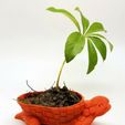 Draudi_SM2.jpg Draudi Planter