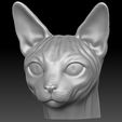 12.jpg Sphynx cat head for 3D printing
