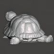 Turtle-Figurine-Pic-3.jpg Turtle Figurine