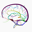 4.png DURAL VENOUS SINUS SEGMENTED MODEL